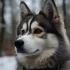 FAQs about Pomsky for Adoption Near Me