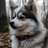 Peggy’s Pomskies: A Guide to Understanding the Personality Traits of Pomskies