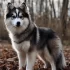 ¿Cuánto cuesta un perro Pomsky en Colombia? Descubre los precios y criadores disponibles