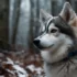 Discover the Adorable Pomsky Breed: Size, Appearance, and Personality Traits