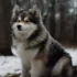 Pomsky AKC Registration: Understanding The Breeding Standards
