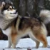 Discover the Adorable Pomsky Breed: Size, Appearance, and Personality Traits