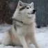 Perros Pomsky en venta: Encuentra tu compañero canino perfecto hoy mismo