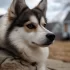 ¿Cuánto cuesta un Pomsky? Descubre los precios de los perros Pomsky en el mercado