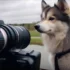 Find Your Perfect Pomsky Companion on Petfinder