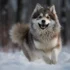 Pomsky For Sale: Finding The Perfect Companion For Your Home
