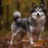 Pomsky Price In The USA: How Much Should You Pay For This Adorable Mix?
