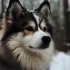 Palmetto Pomskies: The Ultimate Guide to Understanding This Designer Breed