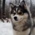 Pomsky Mini For Sale: Find Your Perfect Companion Today!