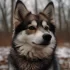 Adorable Pics of Pomskies: Get Your Daily Dose of This Cute Hybrid Dog