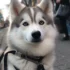 Full Grown Pomsky Pictures: See How Adorable These Pomskies Can Get!
