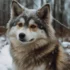 Pomsky Size Range: What To Expect From Your Hybrid Pup