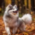 Pomsky Breed Info: Size, Personality Traits, And Breeding Standards