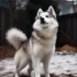 A Dream Pomsky: What You Need To Know About These Adorable Designer Dogs