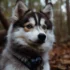 Discover the Adorable Pomsky Dog Breed and Their Personality Traits