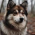 Full Grown Pomsky Pictures: Get a Glimpse of This Adorable Hybrid Dog