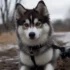 Pictures of Pomskies for Sale: Find Your Furry Friend Today!