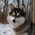 Pictures of Full Grown Pomsky Dogs: Get to Know the Adorable Pomsky Breed
