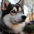 Everything You Need to Know About Pies Pomskies