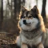 Pigeon River Pomskies: Characteristics and Traits of This Popular Breed