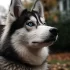 Everything You Need to Know About Pies Pomskies
