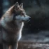 Blue Merle Pomsky Puppies: Tips For Finding The Perfect Pomsky Companion