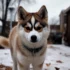 Find the Perfect Plush Husky Pomsky for Your Home