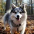 Pocket Pomsky Full Grown: Understanding Their Size and Appearance