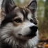 Poids Pomsky: Understanding the Ideal Weight for Your Pomsky