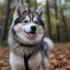 Pocket Pomsky Puppies for Sale: The Ultimate Guide to Finding Your New Companion