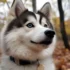 Pocket Pomsky Full Grown: Understanding Their Size and Appearance