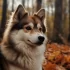 FAQs about Mini Pomsky Size