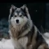 Learn about the Polar Bear Pomsky – The Ultimate Guide to this Adorable Mixed Breed
