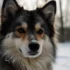 Pomsky Adulto: Cuidados de Saúde, Personalidade e Aparência