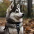 Pomskies: Understanding the 75% Husky, 25% Pomeranian Mix