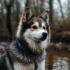 Pomeranian Husky Mix: Understanding the Full Grown Pomsky Size and Appearance