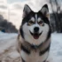 Pomeranian Pomsky for Sale: Find Your Perfect Companion Today!