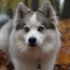 Pomeranian Pomsky Mix: Understanding the Traits and Temperament of this Adorable Hybrid
