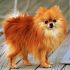 Pomsky grooming tips