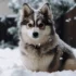 Pomeranian vs Pomsky: Which One Makes the Perfect Companion?
