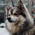 Pomsky vs Pomeranian vs Shih Tzu: Which is the Best Companion for You?