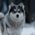What Is A Pomsky? Understanding The Adorable Pomeranian Husky Mix