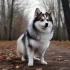 Top Pomsky Breeders You Can Trust