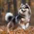 Can Pomskies Breed: Understanding The Breeding Standards
