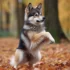 Pomsky Information: Size, Appearance, And Personality Traits