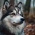 What Breed Is A Pomsky? Learn About This Adorable Hybrid Dog