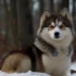Chocolate Pomsky: Everything You Need To Know About This Adorable Mix Breed