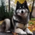 Finding the Best Pomsky Pups for Sale