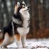 Pomsky Growth Chart: Tracking Your Pomsky’s Development Milestones
