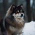 The Ultimate Guide To Chow Chow Pomsky Mixes: Understanding This Unique Pomsky Mix